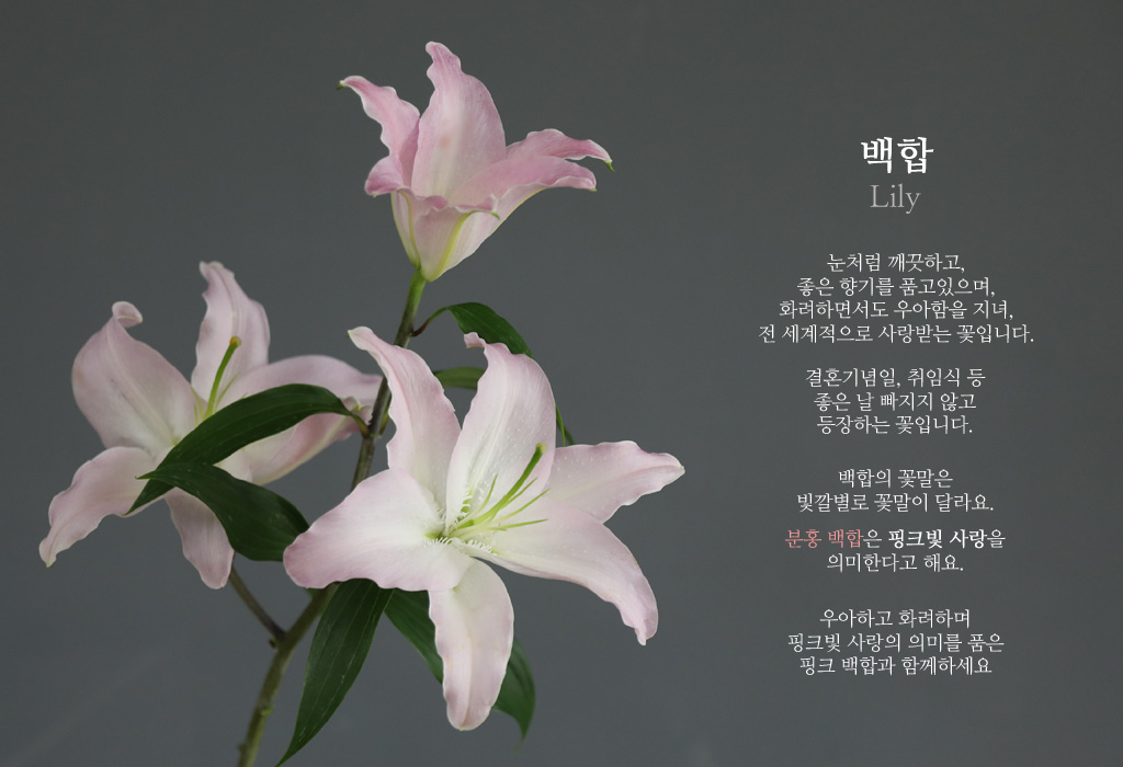 ÇÎÅ© ¹éÇÕ / 1´ë ²ÉÁý ²É¹è´Þ