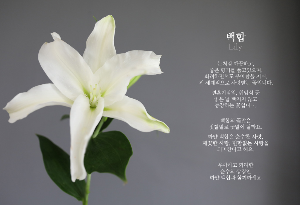 맞춤상품/꽃/화이트 백합 / 1대 꽃배달 - 플라워119꽃배달서비스 맞춤상품/꽃/화이트 백합 / 1대 화이트 백합 / 1대 플라워119