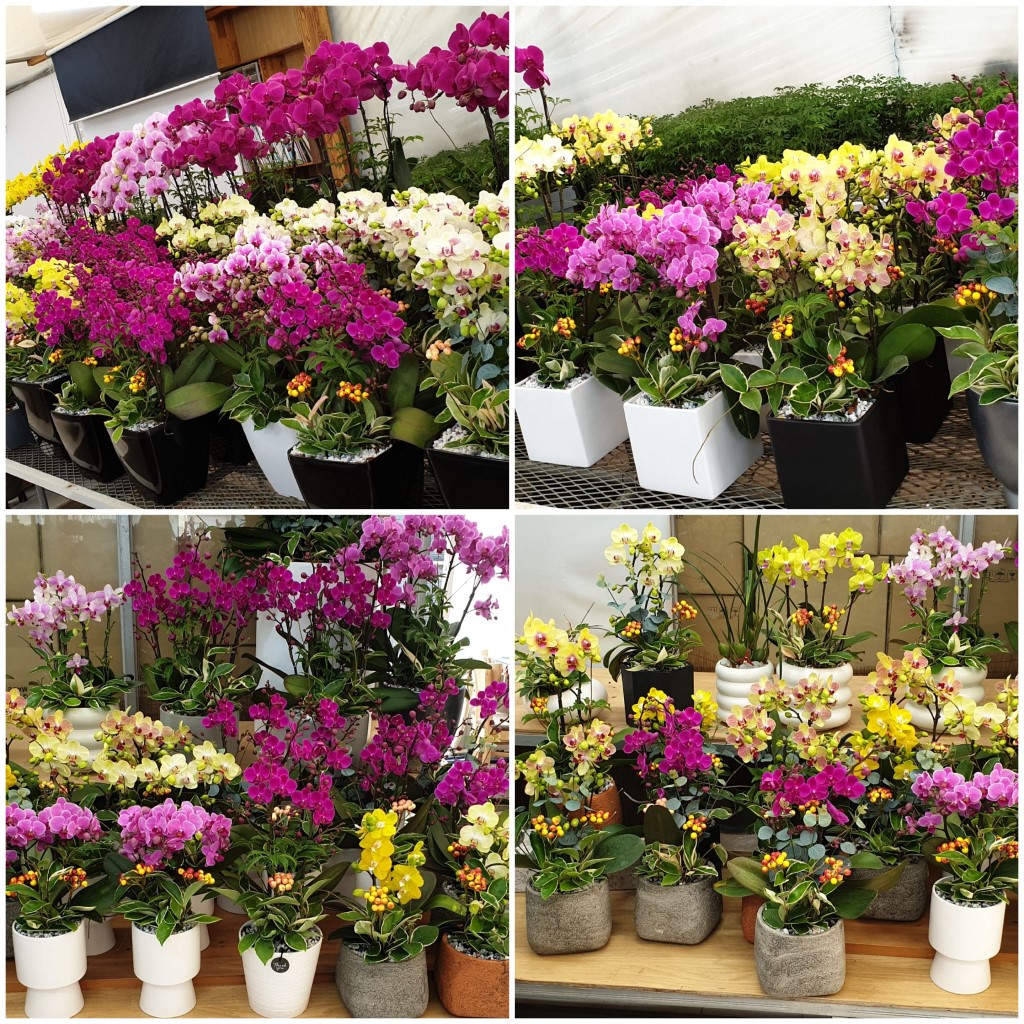 ¼¾ç³ ²ÉÁý ²É¹è´Þ