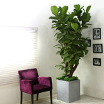 ޺п  ȭ ǰ - (ǰ) II