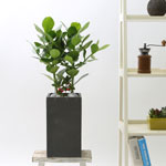 nature & foliage plant -  , ũþ [ȭ⺯]