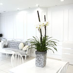 Living with flowers everyday - Newyork style Orchid ķ ȭƮȣ