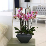 Living with flowers everyday - Newyork style Orchid ޸