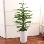 ڷγ̰ܳ 鿪 淯ִ ĹƮ - ƶī