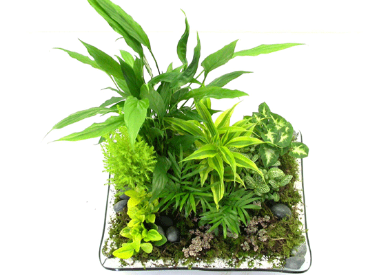 dish garden  ɹ