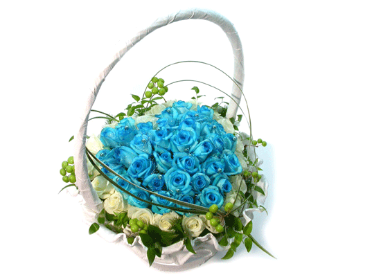 [60]Beatrice Blue(Ʈ)  ɹ