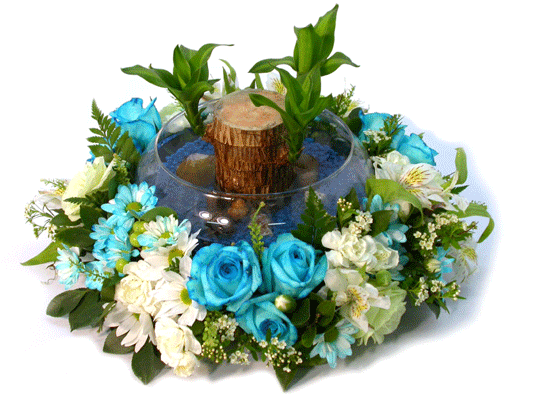 Cleo Blue(Ŭ����) ���� �ɹ��