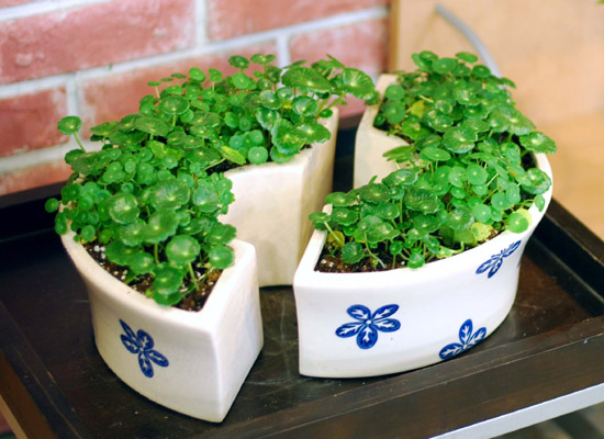 �������� ���� �ɹ��