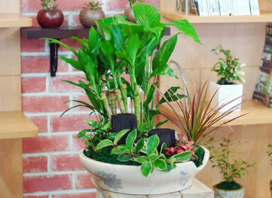 �츮�� ���� ���� �ɹ��