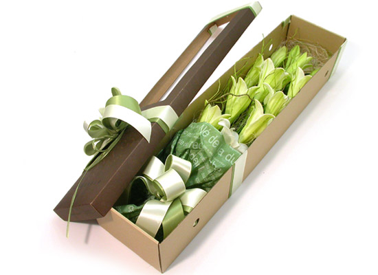 Trend box - pure story  ɹ