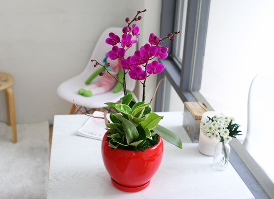 아름다움이 있는 공간 - 감사의 만천홍(화기변경) 꽃집 꽃배달