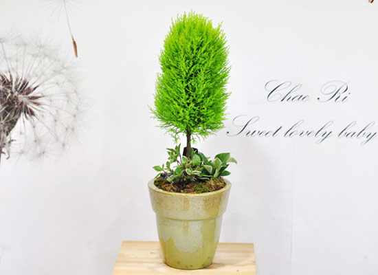 [�����ǹ��]������ ���� �� - ����(��) ���� �ɹ��