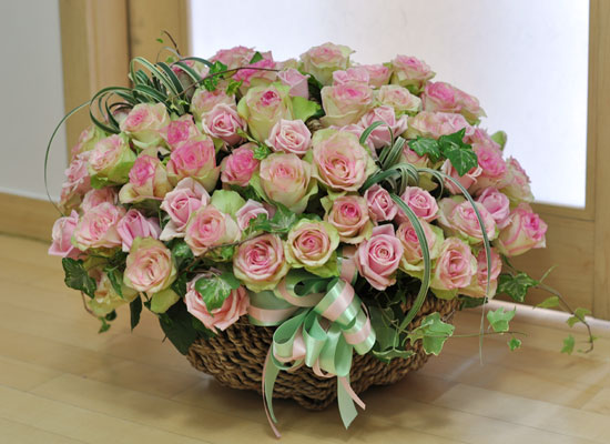[￹] Rose & Royal pink  ɹ