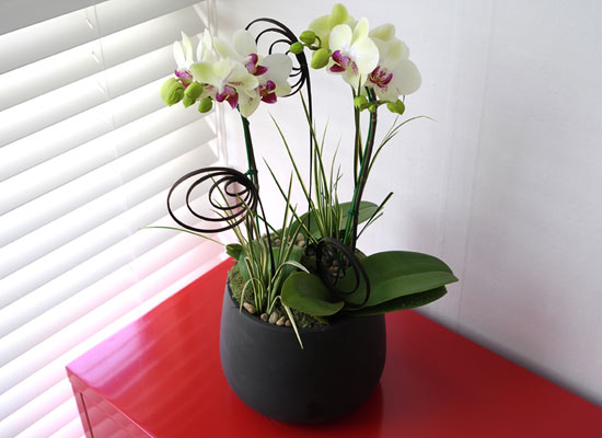 [���� ȣ����] �׸����� (��) ���� �ɹ��