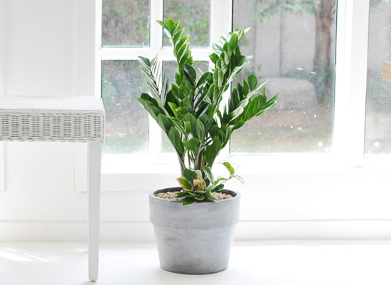 ������ ���� ���� -  ������ ���� �ɹ��