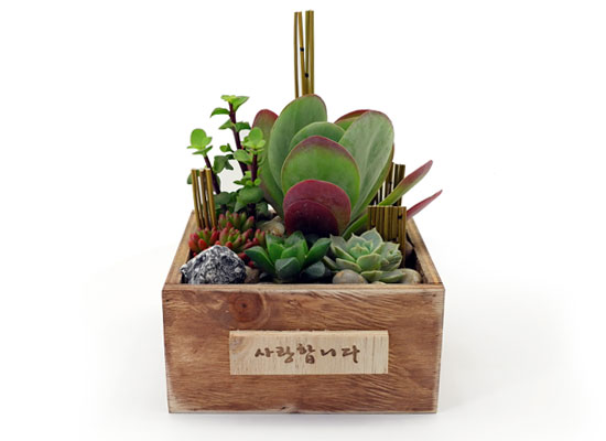 [] Office & Nature - Plant Garden  ɹ