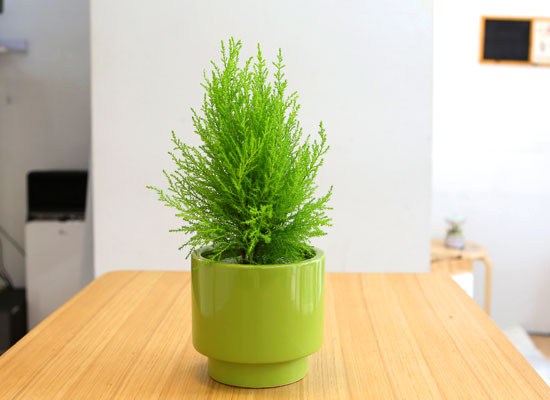 []Table deco. ׸ȭ  (*ȭ⺯)  ɹ