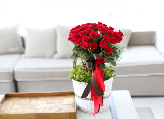   - Rose topiary  ɹ