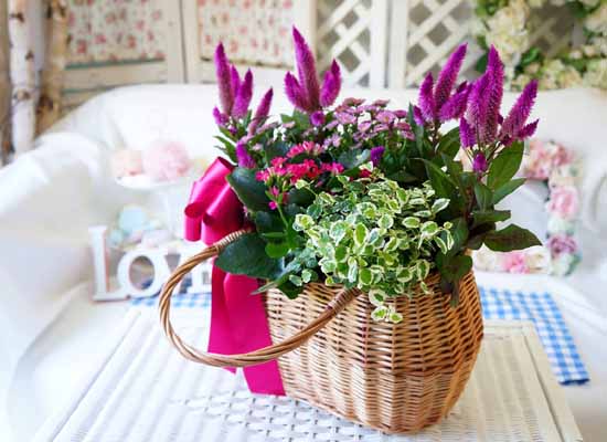 [ȭĹ]Garden gift basket - Can i do this in my apartment? Of course!!!- ü  ɹ