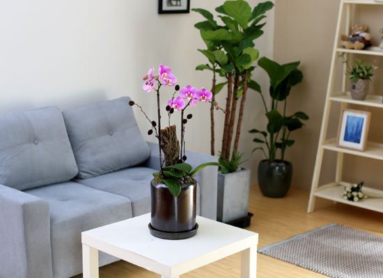 Decorating with Orchids() - ȫ ũȣ  ɹ