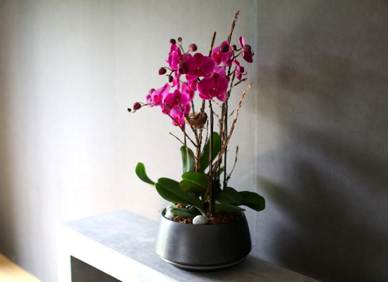 Decorating with Orchids() - õǰ ޽ ȭ⿡  ũȣ  ɹ