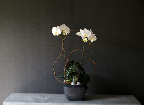 Decorating with Orchids() - Ĺ̰ ̴ ȭƮȣ  ɹ