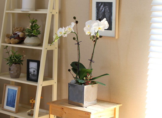 Decorating with Orchids() - õ  ȭƮȣ  ɹ