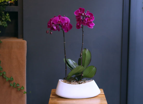 Office & nature Pink orchid **ȭ⺯**  ɹ