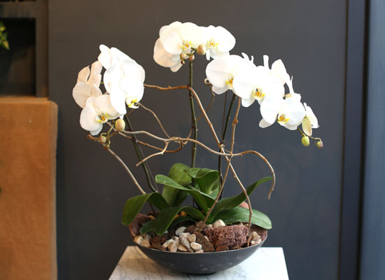 Office & nature White orchid   **ȭ⺯**  ɹ