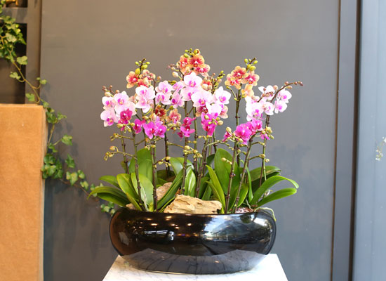 [Office & nature] 3 Colors Orchid  ɹ
