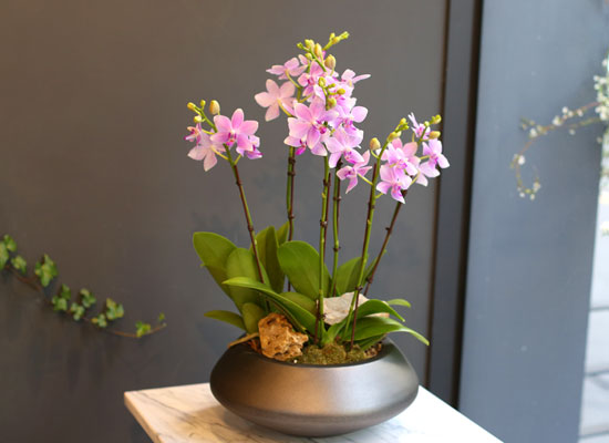 Office & nature - 청순한 비바체 (중) (대체될 수 있음) 꽃집 꽃배달
