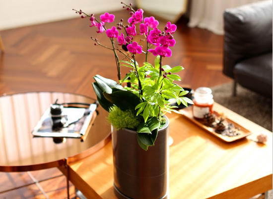 Office & Nature 만천홍 (서울 수도권 이외의 지역에서 화분이 변경될 수 있습니다) 꽃집 꽃배달