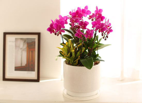 Office & Nature 진한 핑크 호접란 (서울수도권 이외의 지역에서 화분이 변경될 수 있습니다) 꽃집 꽃배달