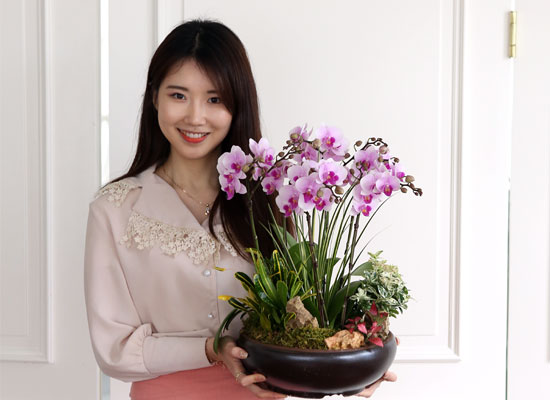 감사와 존경의 선물 - 핑크 호접란 (중) 꽃집 꽃배달