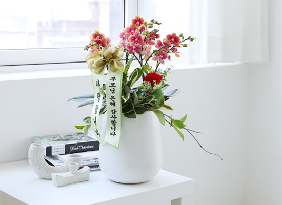 [전국]존경하는 마음 담아 - 호접란 삼색조 (중) (화기변경) 꽃집 꽃배달