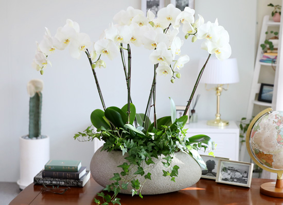 [승진/영전축하] White Elegant Orchid 에메랄드 (중대) 꽃집 꽃배달