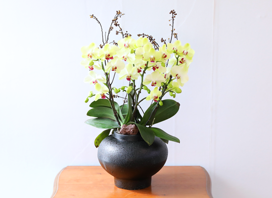 ��� �޻� �� �� - ������ �� ���� �ɹ��