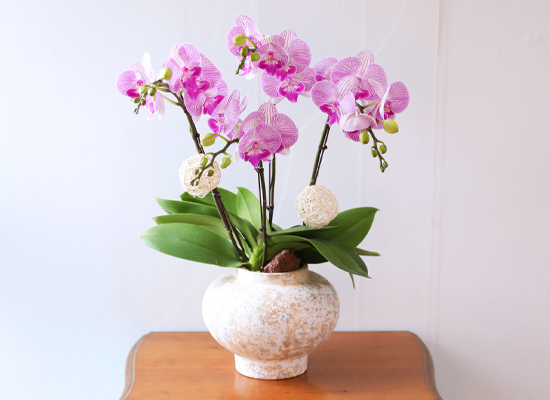 ��ƽ �� ��ũ - ������ �� ���� �ɹ��