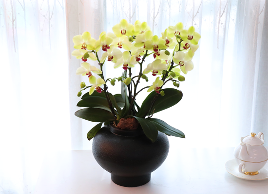 ��� �޺� ���� - ������ �� ���� �ɹ��