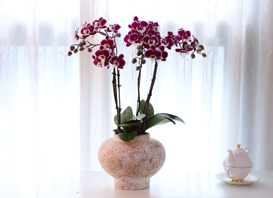 ���� ���� ���� - ������ �� ���� �ɹ��