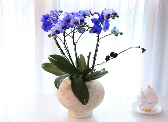 �޺� ������ �� - ������ �� ���� �ɹ��