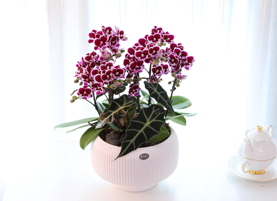 ������ �̽� - ������ �� ���� �ɹ��