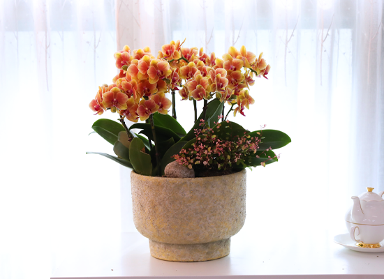 �¾��� �뷡 - ������ �� ���� �ɹ��