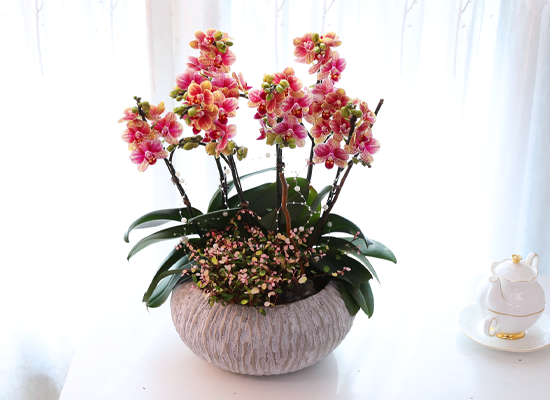 ��ȫ�� ��äȭ ���� - ������ �� ���� �ɹ��