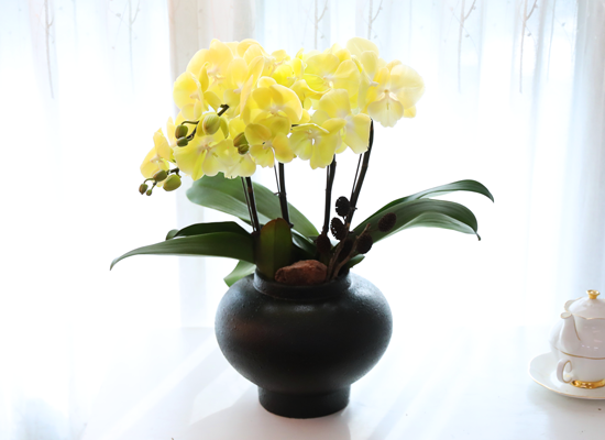 ���� �����ö��� - ������ �� ���� �ɹ��