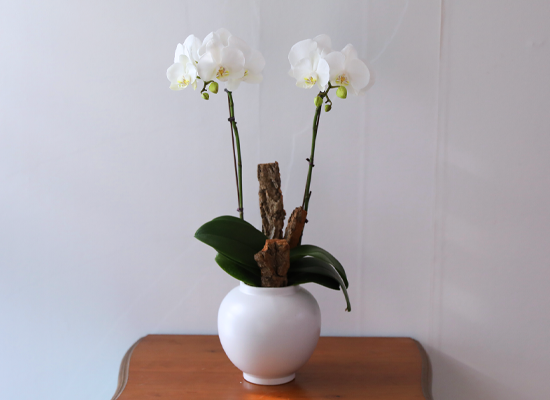 ������ �޺� - ������ �� ���� �ɹ��