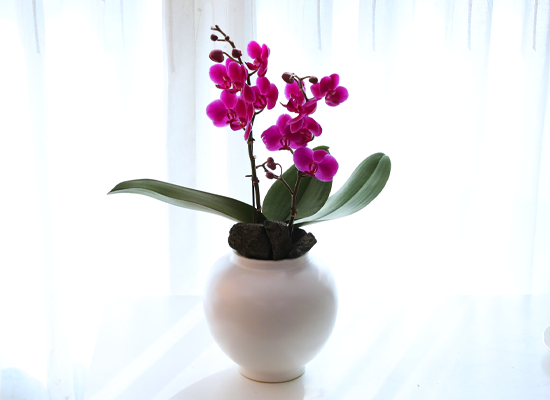 ��ȫ ���� �޺� - ������ �� ���� �ɹ��