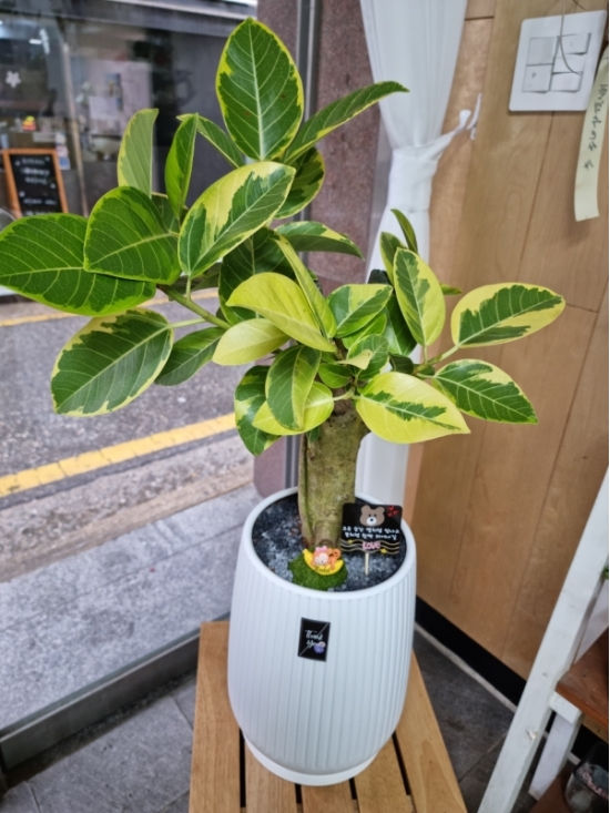 Ưüı  󺥴ö ǥ ɹ ̹ Indoor garden 𰥰()