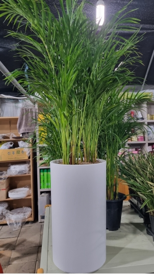 �Ʒ�ī���� ���� �ɹ��