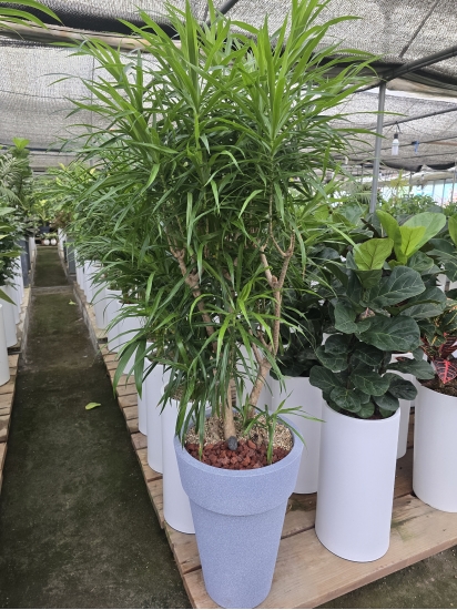 Ư��ǰ �ڹ� ���� �ɹ��